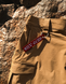 Шорти Scout Koyot L